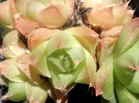 Haworthia cymbiformis leaves